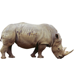 rhinoceros.jpg